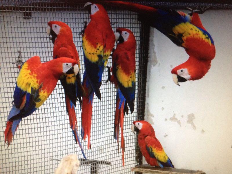 Obedient and Intelligent Scarlet Macaw Parrots For Good Homes