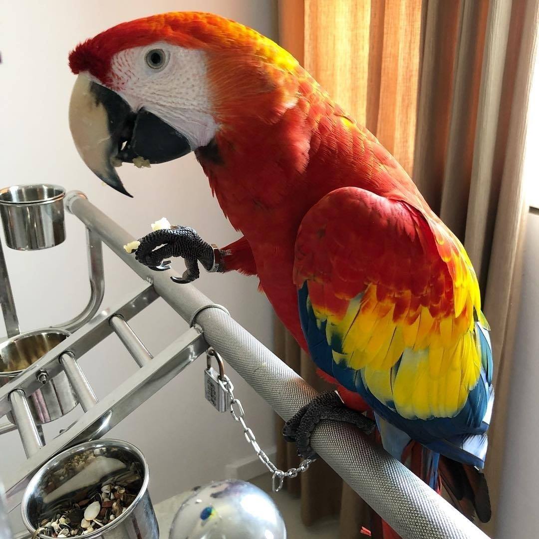 Obedient and Intelligent Scarlet Macaw Parrots For Good Homes
