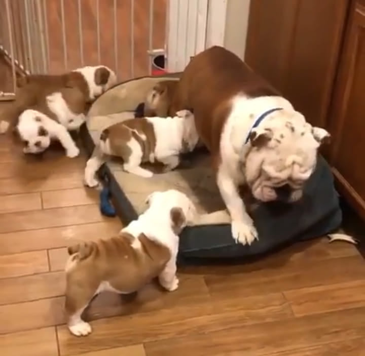 Good looking English Bulldog Puppies For X Mass