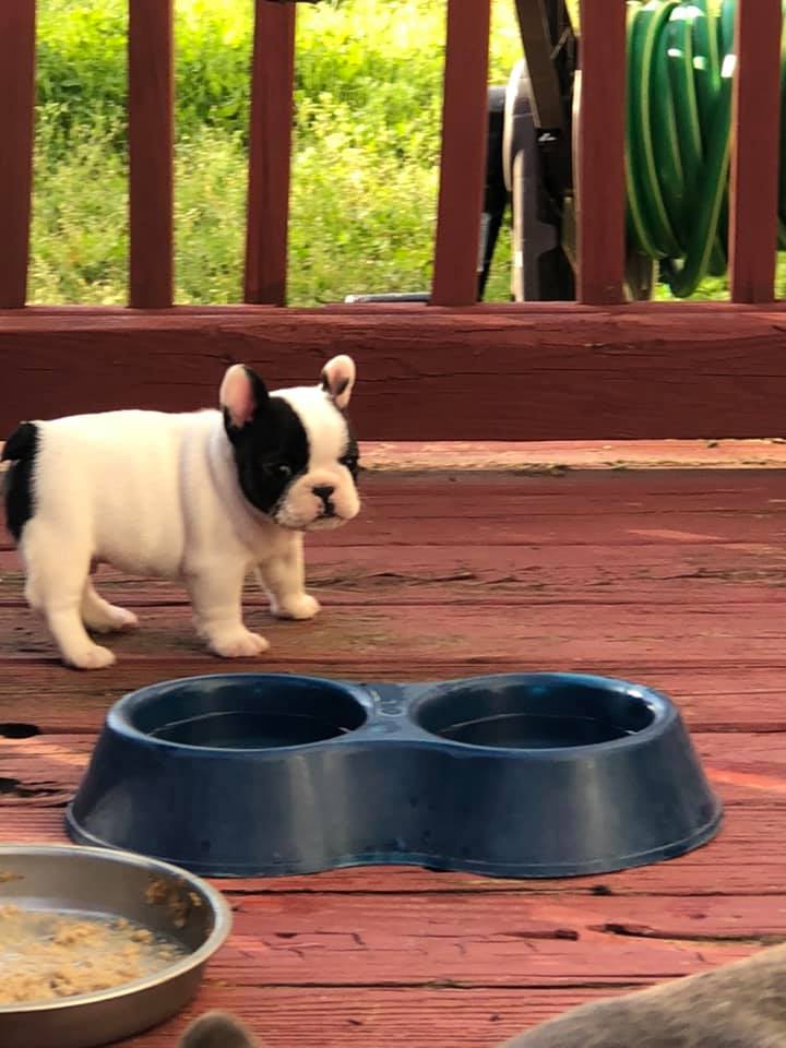 Top Quality Male and Female French Bulldog Puppies