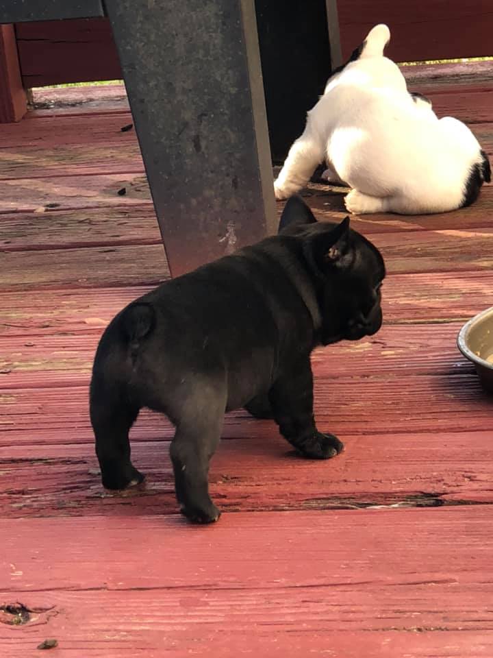 Top Quality Male and Female French Bulldog Puppies