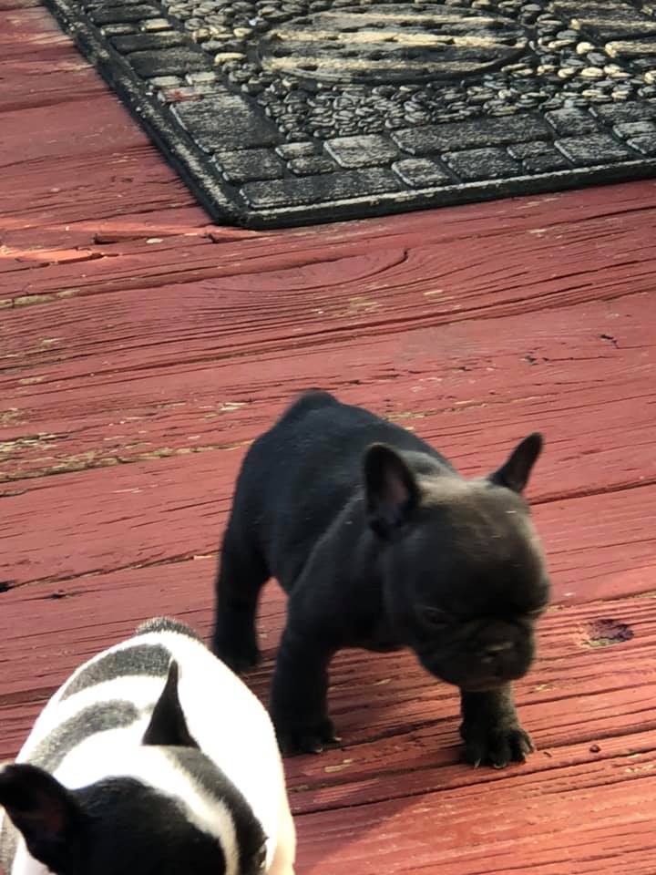 Top Quality Male and Female French Bulldog Puppies