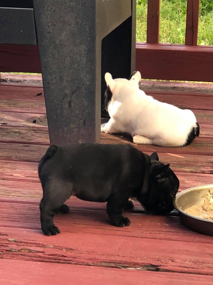 Top Quality Male and Female French Bulldog Puppies