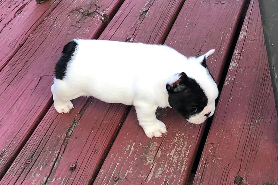 Top Quality Male and Female French Bulldog Puppies