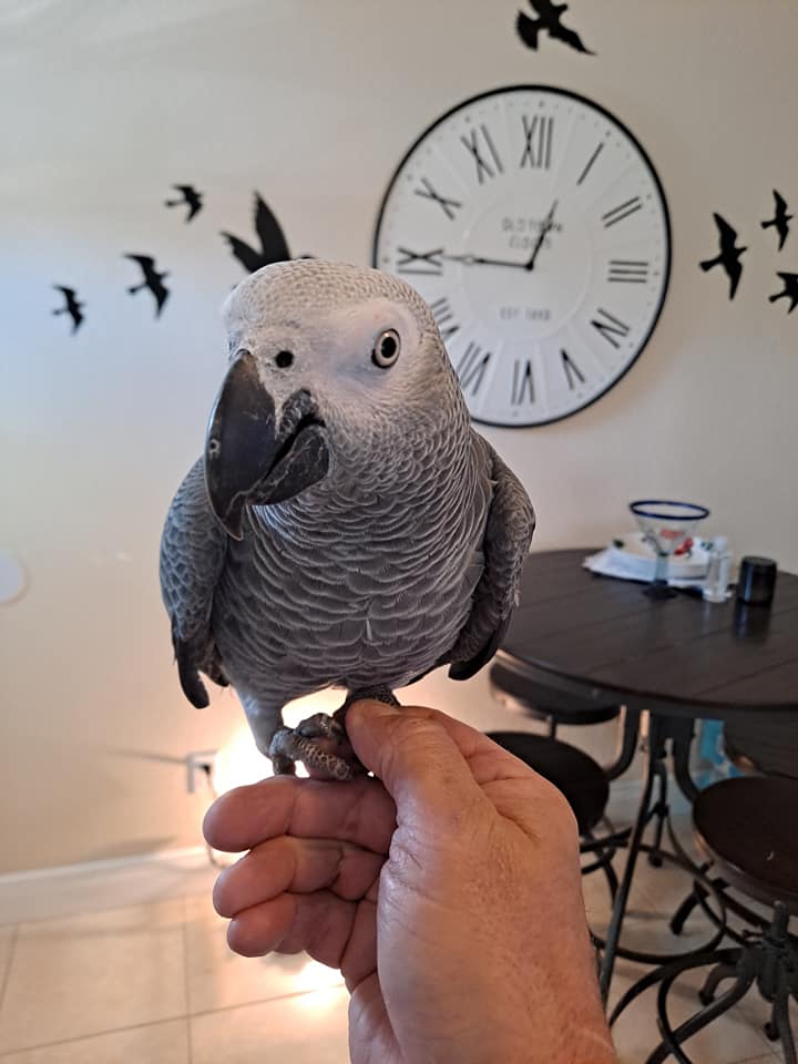 Two beautiful Talking Africa Grey Parrots