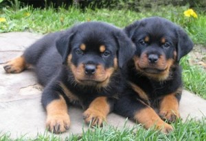 Excellent Rottweiler Puppies