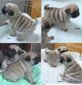 Pug Puppies Available For Sale