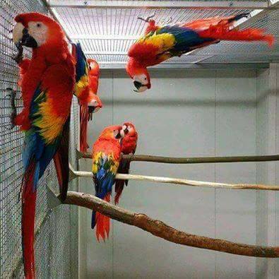 Obedient and Intelligent Scarlet Macaw Parrots For Good Homes
