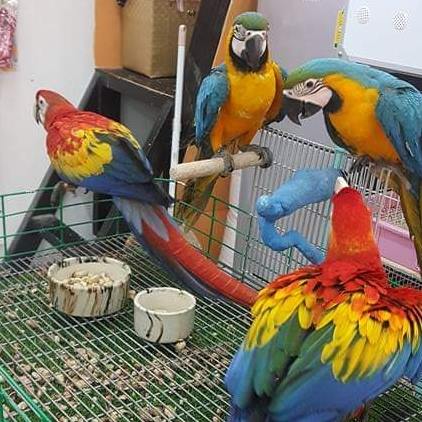 Obedient and Intelligent Scarlet Macaw Parrots For Good Homes
