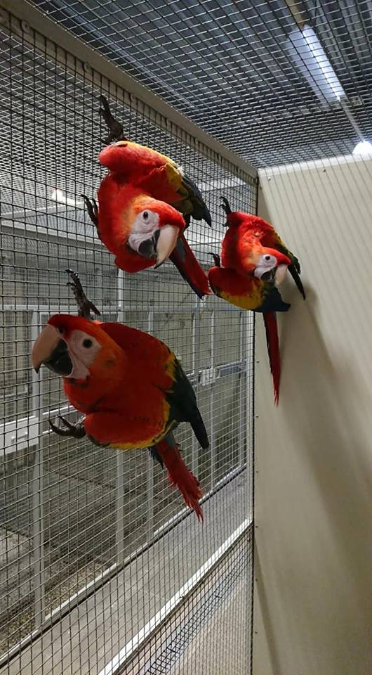 Obedient and Intelligent Scarlet Macaw Parrots For Good Homes