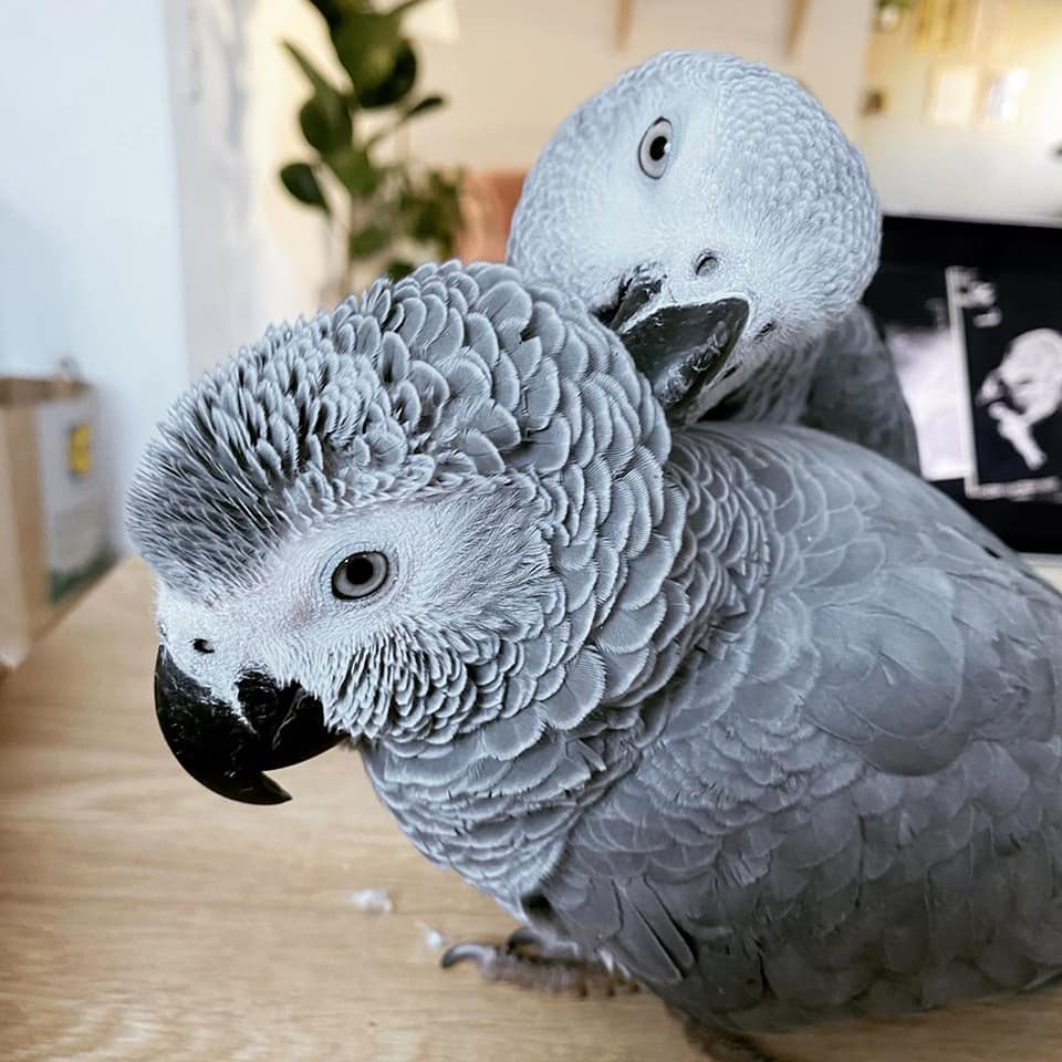 Two beautiful Talking Africa Grey Parrots