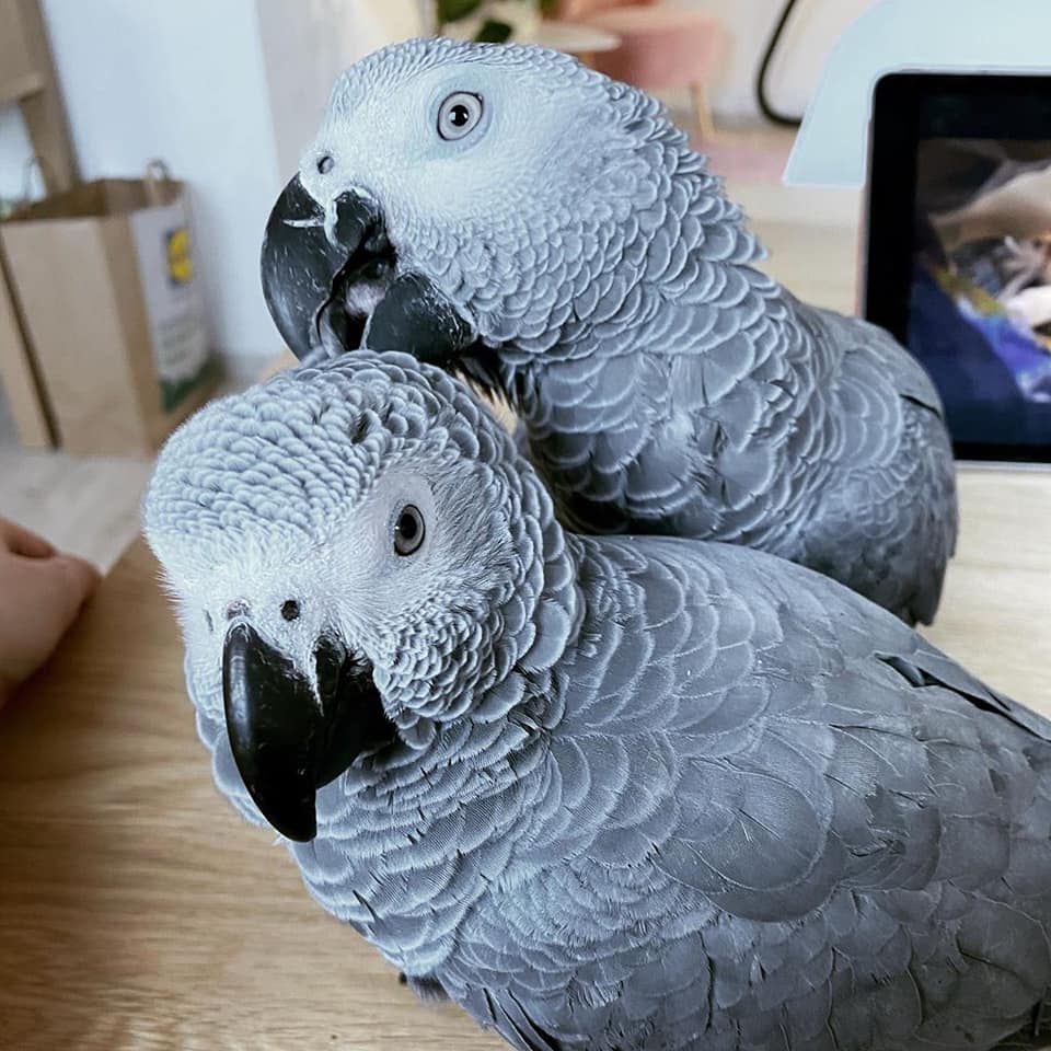 Two beautiful Talking Africa Grey Parrots