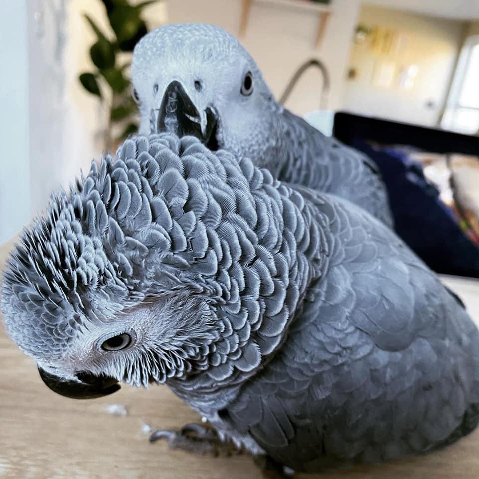 Two beautiful Talking Africa Grey Parrots