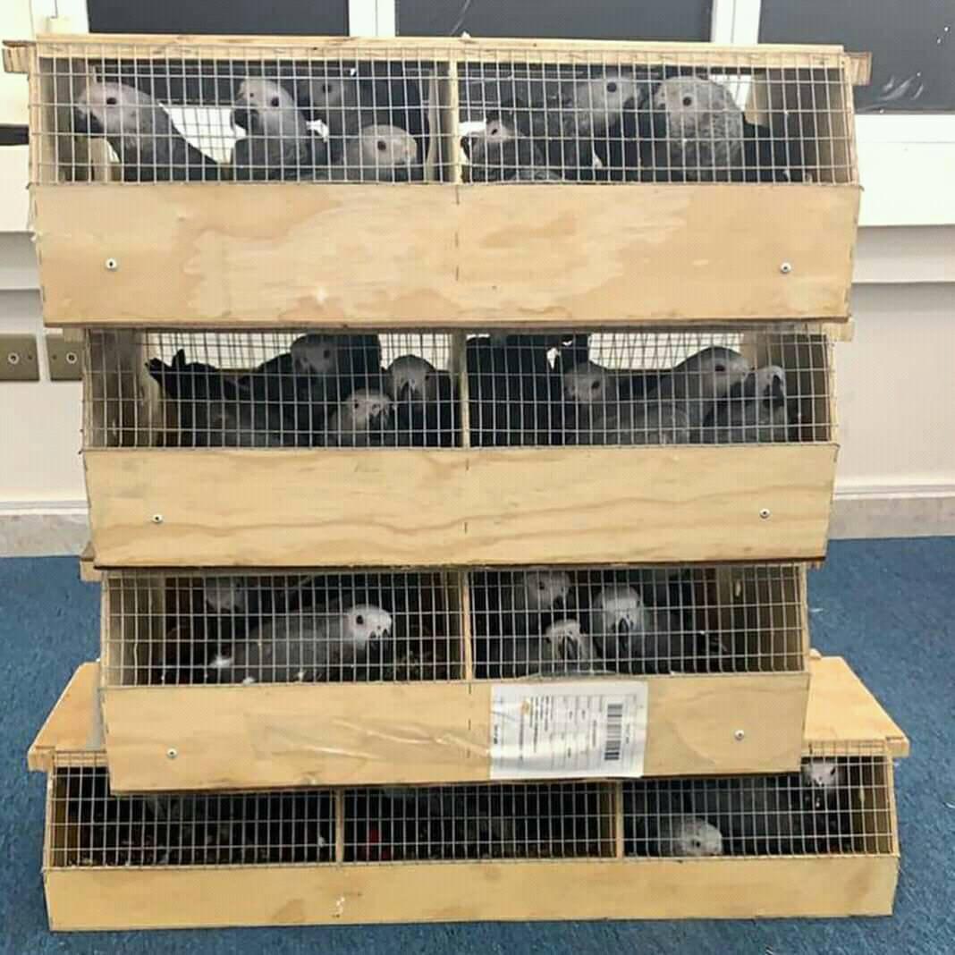 Two beautiful Talking Africa Grey Parrots