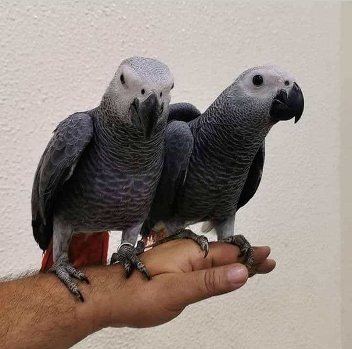 Two beautiful Talking Africa Grey Parrots