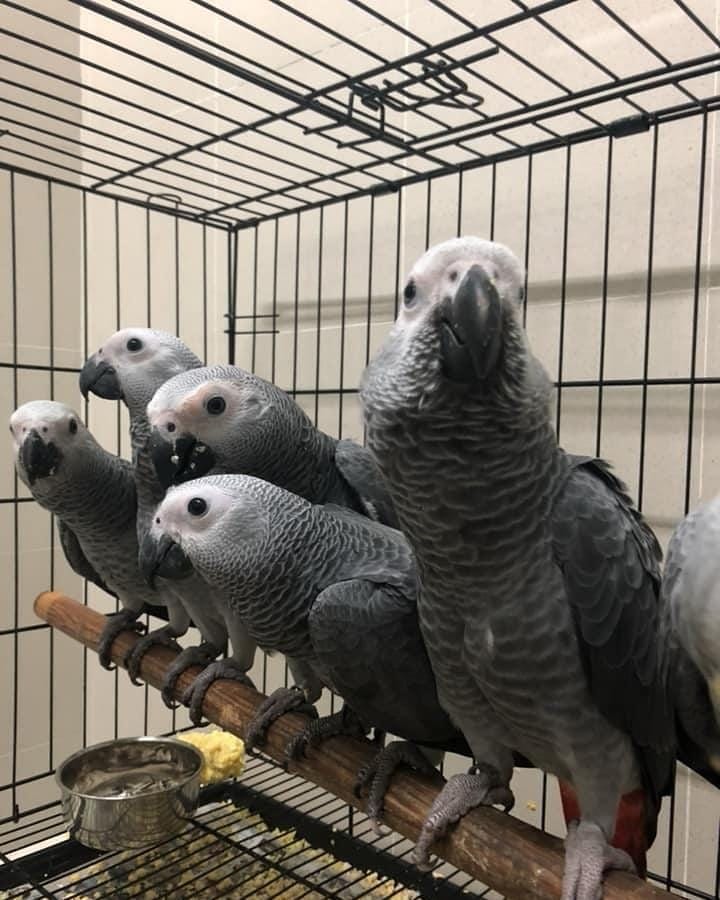 Two beautiful Talking Africa Grey Parrots